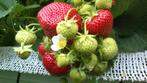 aardbeien planten aardbei plant aardbeiplant aardbeienplant, Tuin en Terras, Planten | Tuinplanten, Zomer, Vaste plant, Fruitplanten