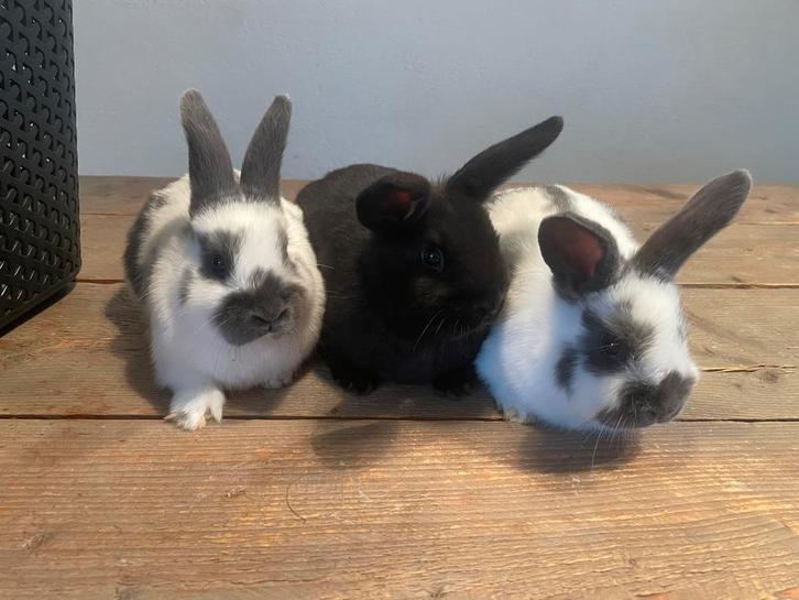 Lieve konijntjes, Dieren en Toebehoren, Konijnen, Klein, Meerdere dieren, 0 tot 2 jaar, Hangoor