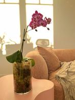 Luxury Phalaenopsis Orchid in Glass Vase | Semi Hydro, Overige soorten, In pot, Minder dan 100 cm, Bloeiende kamerplant