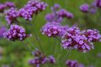 Bio zaden Stijf ijzerhard - Verbena bonariensis, Verzenden, Voorjaar, Volle zon, Zaad