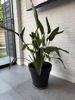 Strelizia reginae, Huis en Inrichting, Ophalen, 100 tot 150 cm, Overige soorten, In pot