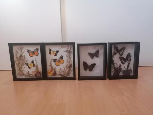 Moederdagtip! 4 lijsten met vlinders en droogbloemen, Verzamelen, Dierenverzamelingen, Zo goed als nieuw, Opgezet dier, Insect