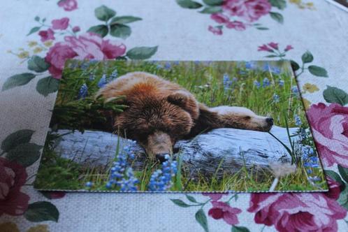 Beren Postkaart - Kamtschatka Beer met Jong, Duitsland, Verzamelen, Ansichtkaarten | Dieren, Ongelopen, 1980 tot heden, Wild dier