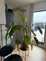 Mooie Paradijsvogelplant, Ophalen, 100 tot 150 cm, Overige soorten, Halfschaduw