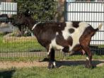 Bonte melkgeit CL en CAE vrij, Dieren en Toebehoren, Schapen, Geiten en Varkens, 6 jaar of ouder, Vrouwelijk, Geit