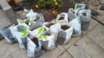 Gratis tuinaarde, Tuin en Terras, Grind, Keien en Split, Ophalen, Gebruikt