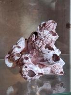 Schelpen lip gepolijst ammoniet zeepokken, Ophalen of Verzenden