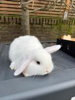 Nhd dwerg hangoortje, mannetje, Mannelijk, Dwerg