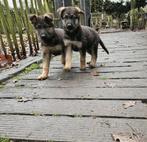Duitse herder pups, 8 tot 15 weken, Meerdere, Meerdere dieren, Herder
