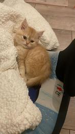 Britse korthaar kittens super schatig, Dieren en Toebehoren, Katten en Kittens | Overige Katten, Kater