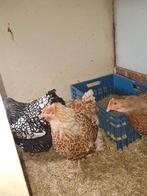 Wyandotte groot diverse kleuren, Meerdere dieren, Kip