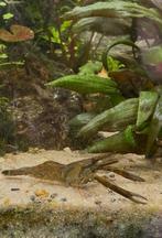 Jonge Roodschaargarnalen (Macrobrachium dayanum), Dieren en Toebehoren, Kreeft, Krab of Garnaal, Zoetwatervis