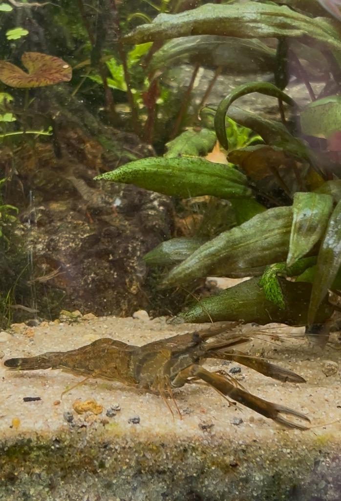 Jonge Roodschaargarnalen (Macrobrachium dayanum), Dieren en Toebehoren, Vissen | Aquariumvissen, Zoetwatervis, Kreeft, Krab of Garnaal