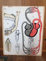 schoolplaat Gebit en Bloedsomloop, Ophalen of Verzenden, Natuur en Biologie