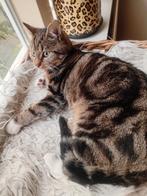 Mooi getekende  (marble)poes., Dieren en Toebehoren, Katten en Kittens | Raskatten | Langhaar, Poes, Ontwormd