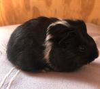 Jong cavia mannetje (peruvian x gladhaar), Dieren en Toebehoren, Mannelijk, Cavia, Na 1 juli 2024