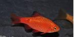 Prachtbarbeel - Pethia conchonius - Koidreams, Dieren en Toebehoren, Vissen | Aquariumvissen, Vis, Zoetwatervis