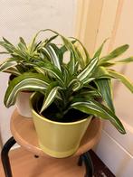 3 planten, Overige soorten, In pot, Minder dan 100 cm, Groene kamerplant