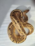 Super Enchi Spider het. Albino vrouw Python Regius, Dieren en Toebehoren, Reptielen en Amfibieën, Slang, Tam, 7 tot 10 jaar