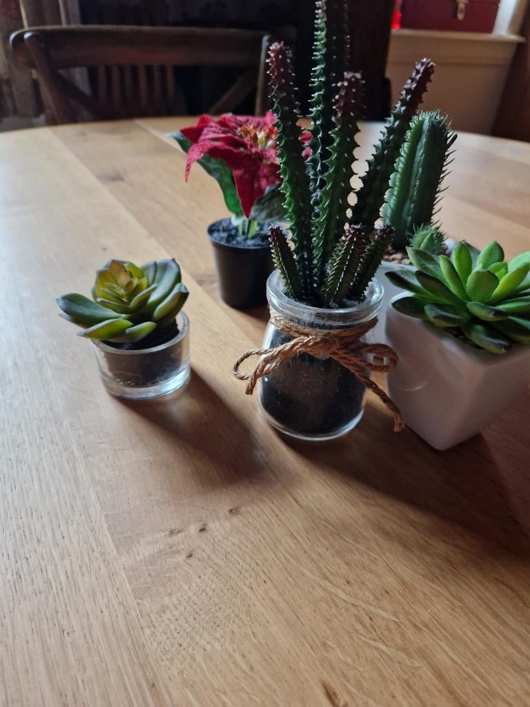 SET NEP PLANTJES & CACTUSSEN, Huis en Inrichting, Woonaccessoires | Kunstplanten en Kunstbloemen, Ophalen of Verzenden