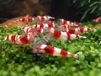 Kweekgroep Crystal Red garnalen op leidingwater + mos + etc., Dieren en Toebehoren, Kreeft, Krab of Garnaal
