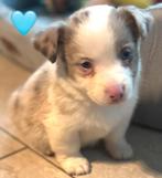 Mini Aussie x Corgi pups, Overige rassen, CDV (hondenziekte), 8 tot 15 weken, Meerdere