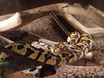 1-1 koningspython 2023 python regius, Dieren en Toebehoren, Slang, Tam, 0 tot 2 jaar