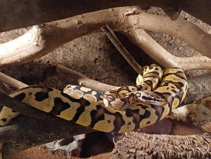 1-1 koningspython 2023 python regius, Dieren en Toebehoren, Reptielen en Amfibieën, Slang, 0 tot 2 jaar, Tam