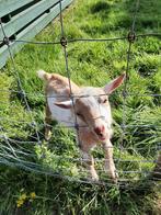 4 stuks Leuke tamme dwerg geitjes te koop, Vrouwelijk, Geit, 3 tot 5 jaar