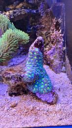 Koralen, Dieren en Toebehoren, Vissen | Aquariumvissen, Overige typen