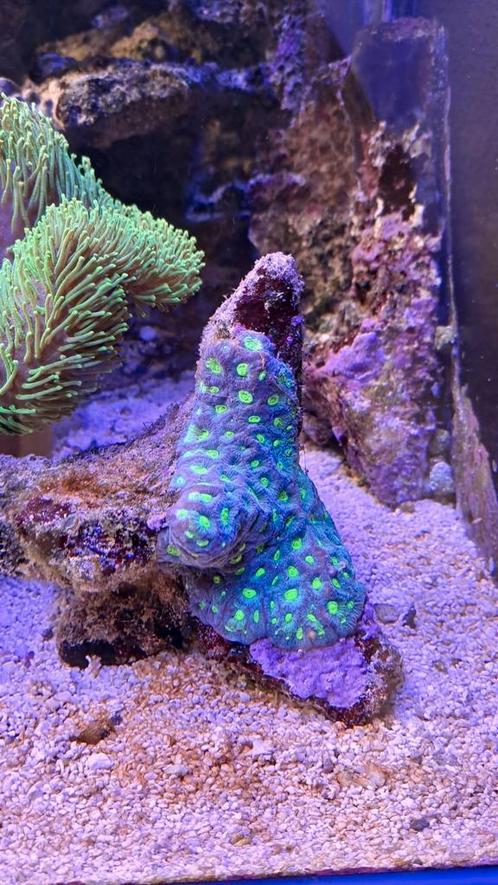 Koralen, Dieren en Toebehoren, Vissen | Aquariumvissen, Overige typen