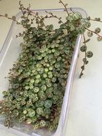 String of turtles stek tijdelijk voor €0,50, Huis en Inrichting, Kamerplanten, Ophalen of Verzenden, Halfschaduw, Minder dan 100 cm