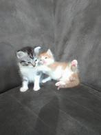 4 kittens kruising Maine Coon te koop. 5 juli geboren., Meerdere dieren, 0 tot 2 jaar