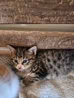 Lieve kittens zoeken een huis, Dieren en Toebehoren, Katten en Kittens | Raskatten | Korthaar, Meerdere dieren, Ontwormd