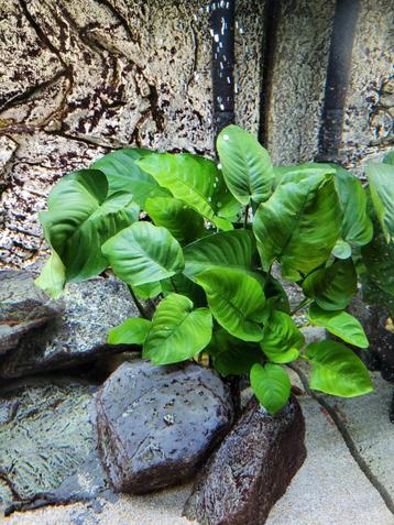 Super mooie en grote Anubias Barteri moederplant 25/30cm beschikbaar voor biedingen