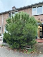 Zwarte Den, Tuin en Terras, Ophalen of Verzenden, Overige soorten