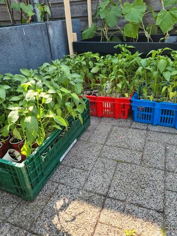 1€ Biber Fide fidan Tatlı aci kılıç  süs komkommer Aubergin  beschikbaar voor biedingen