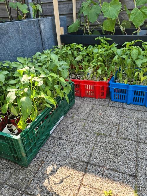 1€ Biber Fide fidan Tatlı aci kılıç  süs komkommer Aubergin, Tuin en Terras, Planten | Tuinplanten, Eenjarig, Groenteplanten, Volle zon
