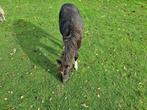 NMPRS Merries TE KOOP, Dieren en Toebehoren, Gechipt, 0 tot 2 jaar, A pony (tot 1.17m), Meerdere dieren
