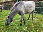 Welsh pony's, Dieren en Toebehoren, Pony's, Merrie, 3 tot 6 jaar