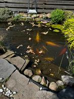 Koi karpers te koop, Dieren en Toebehoren, Karper of Koi