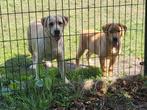 Labrador pup reu van 14 weken, FCI stamboom., Dieren en Toebehoren, Honden | Retrievers, Spaniëls en Waterhonden, Reu, 8 tot 15 weken