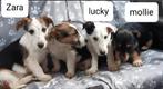 Nog 1 pupje  beschikbaar 17de mei aankomst, Dieren en Toebehoren, Honden | Niet-rashonden, Particulier, Rabiës (hondsdolheid)