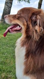 Verwachten Aussie pups, Dieren en Toebehoren, Honden | Herdershonden en Veedrijvers, Overige rassen, 8 tot 15 weken, Meerdere