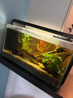 Superfish aquarium, Ophalen, Gebruikt, Gevuld zoetwateraquarium