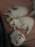 Siamees seal point/Ragdoll blue lynx kittens, Dieren en Toebehoren, Katten en Kittens | Overige Katten, Meerdere dieren, Langharig