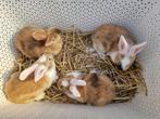 Jonge vlaamse reuzen x duitsereus konijntjes erg lief, Dieren en Toebehoren, Konijnen, Meerdere dieren, Groot, 0 tot 2 jaar