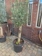 Olijfbomen 90 - 125 - 139 euro, Volle zon, Ophalen of Verzenden, 100 tot 250 cm, Olijfboom