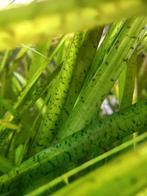 Vallisneria spiralis 'Tiger', Ophalen, Nieuw, Plant(en), Steen of Hout