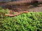 Gratis jonge miljoenpoten (Spirostreptus sp.1), Dieren en Toebehoren, Insecten en Spinnen